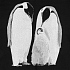 Свитшот Like a Penguin, черный - Фото 3