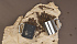 Кружка с карабином "Юта" 300 мл, покрытие soft touch, черный - Фото 2