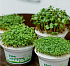 Набор для выращивания микрозелени.  КРЕСС-САЛАТ - Фото 4