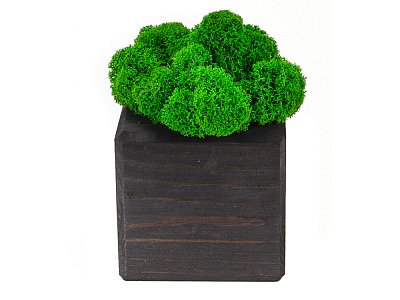 Композиция Мох в интерьере