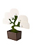Органайзер настольный Bonsai  - Фото 1
