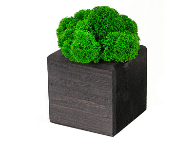 Композиция Мох в интерьере (Чёрный)