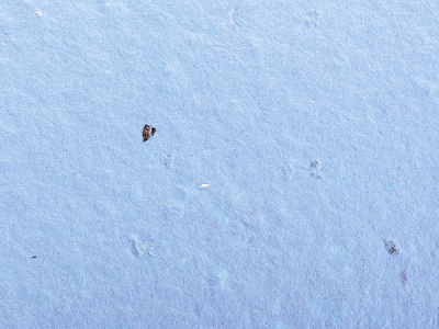 Блокнот А6 с бумажным карандашом и семенами цветов микс